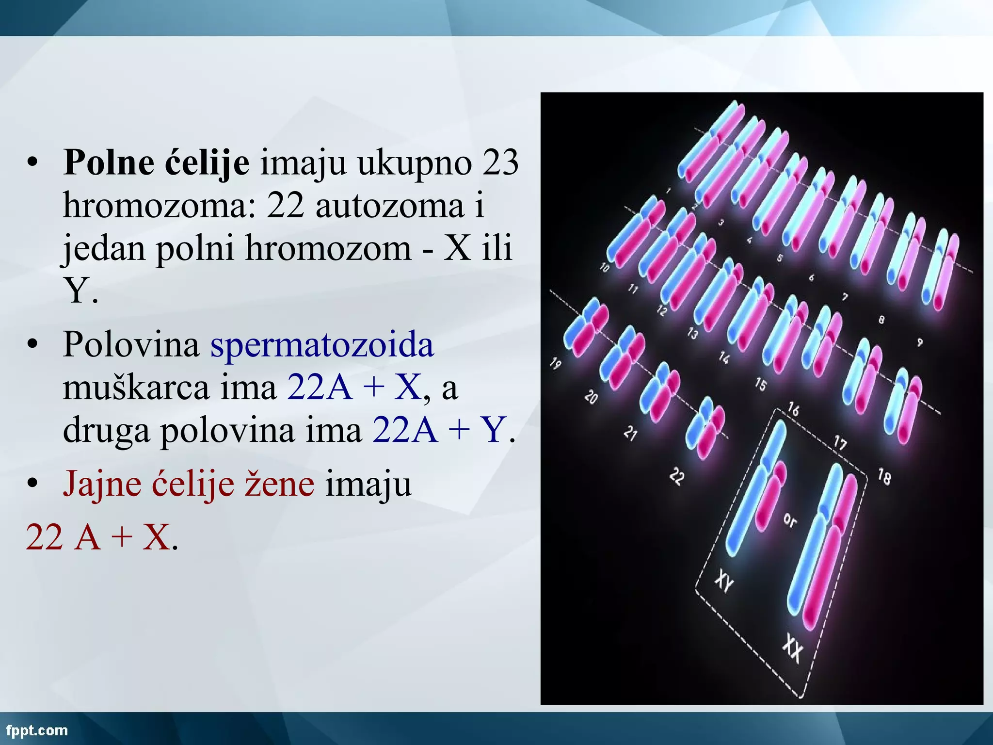 • Polne ćelije imaju ukupno 23
hromozoma: 22 autozoma i
jedan polni hromozom - X ili
Y.
• Polovina spermatozoida
muškarca ima 22A + X, a
druga polovina ima 22A + Y.
• Jajne ćelije žene imaju
22 A + X.
 