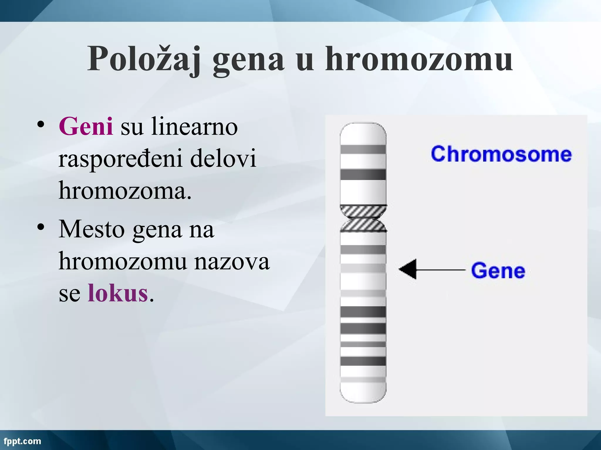 Položaj gena u hromozomu
• Geni su linearno
raspoređeni delovi
hromozoma.
• Mesto gena na
hromozomu nazova
se lokus.
 