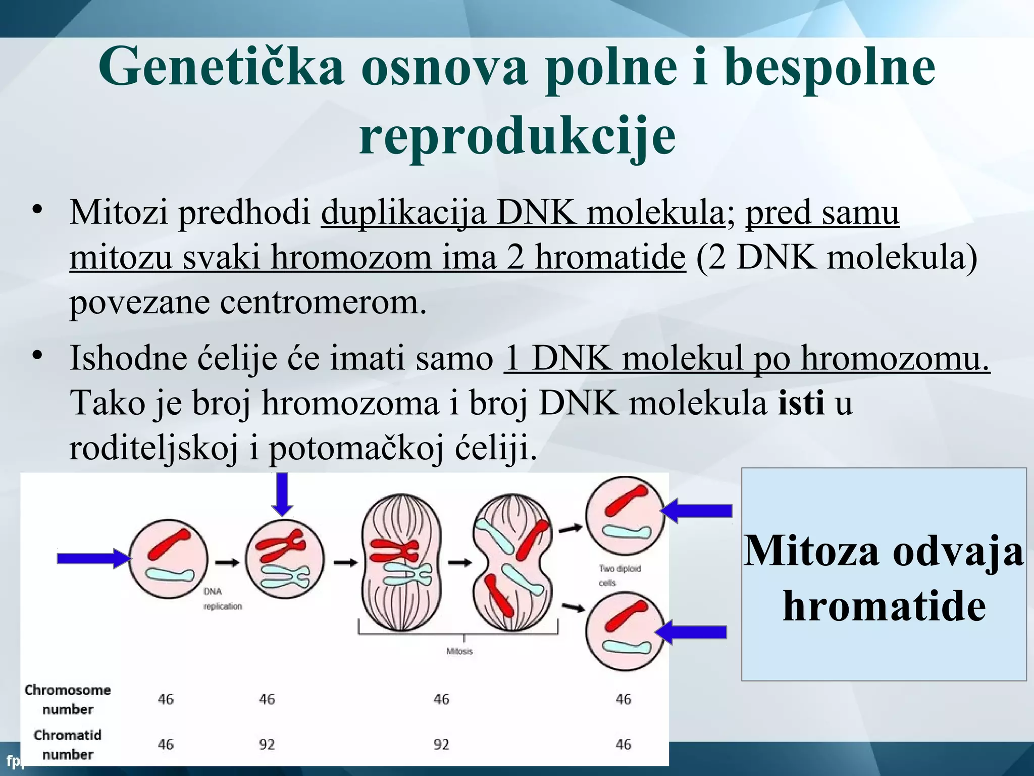 Genetička osnova polne i bespolne
reprodukcije
• Mitozi predhodi duplikacija DNK molekula; pred samu
mitozu svaki hromozom ima 2 hromatide (2 DNK molekula)
povezane centromerom.
• Ishodne ćelije će imati samo 1 DNK molekul po hromozomu.
Tako je broj hromozoma i broj DNK molekula isti u
roditeljskoj i potomačkoj ćeliji.
Mitoza odvaja
hromatide
 