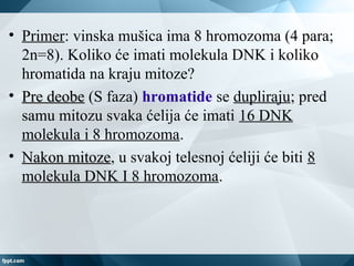 • Primer: vinska mušica ima 8 hromozoma (4 para;
2n=8). Koliko će imati molekula DNK i koliko
hromatida na kraju mitoze?
• Pre deobePre deobe (S faza) hromatide se dupliraju; pred
samu mitozu svaka ćelija će imati 16 DNK
molekula i 8 hromozoma.
• Nakon mitozeNakon mitoze, u svakoj telesnoj ćeliji će biti 8
molekula DNK I 8 hromozoma.
 