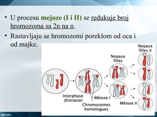 • U procesu mejoze (I i II) se redukuje broj
hromozoma sa 2n na n.
• Rastavljaju se hromozomi poreklom od oca i
od majke.
 