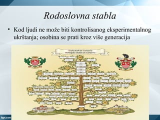 Rodoslovna stabla
• Kod ljudi ne može biti kontrolisanog eksperimentalnog
ukrštanja; osobina se prati kroz više generacija
 