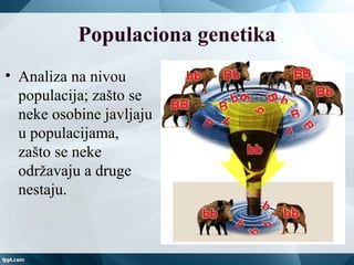 Populaciona genetika
• Analiza na nivou
populacija; zašto se
neke osobine javljaju
u populacijama,
zašto se neke
održavaju a druge
nestaju.
 