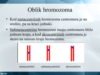 Hromozomi čoveka
• Čovek ima 46 hromozoma: 22 para autozoma i
jedan par polnih hromozoma.
• U telesnim ćelijama muškarca, ...
