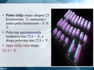 • Primer: vinska mušica ima 8 hromozoma (4 para;
2n=8). Koliko će imati molekula DNK i koliko
hromatida na kraju mitoze?
•...