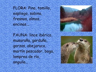 FLORA: Pino, tomillo,
espliego, sabina,
fresnos, olmos,
encinas...

FAUNA: lince ibérico,
musaraña, garduña,
garzas, abejaruco,
martín pescador, boga,
lamprea de río,
anguila...
 