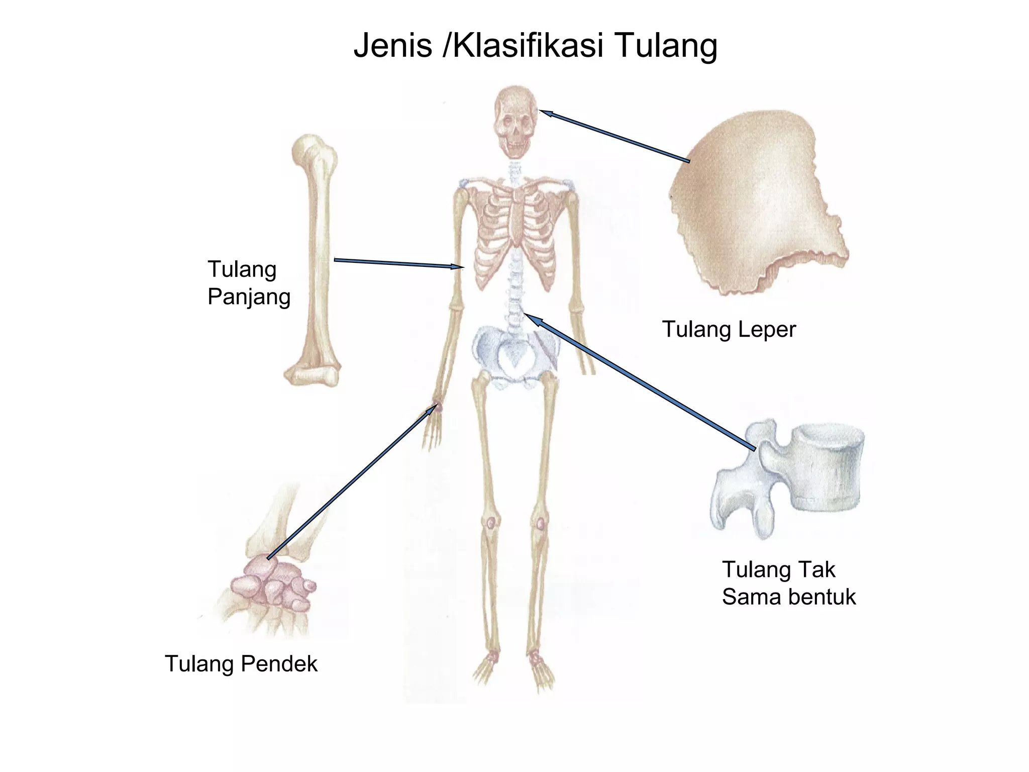 Sains Sukan STPM: Anatomi & Fisiologi | PPT
