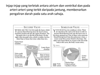 Injap Sains Sukan STPM: Anatomi & Fisiologi | PPT