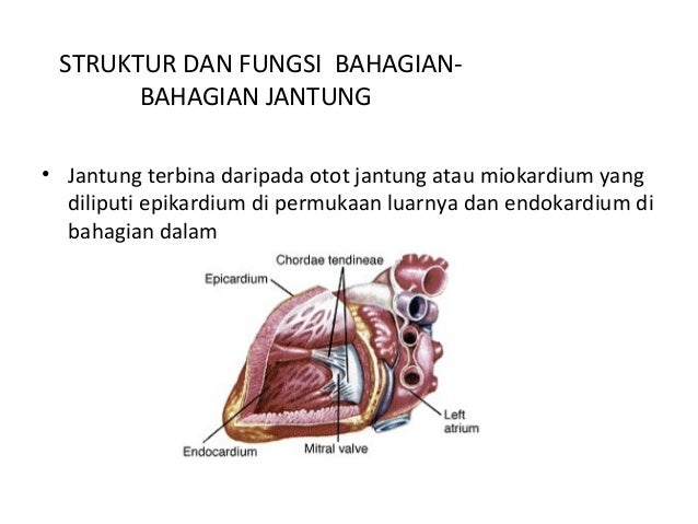 Sains Sukan Stpm Anatomi Fisiologi