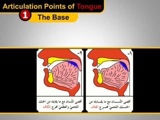 Articulation Points of Tongue

1

The Base

 