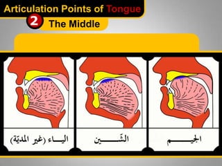 Articulation Points of Tongue

2 The Middle

 