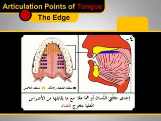 Articulation Points of Tongue
The Edge

 