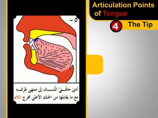 Articulation Points
of Tongue

4

The Tip

 