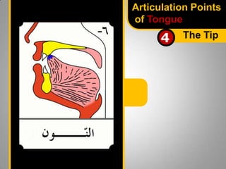 Articulation Points
of Tongue

4

The Tip

 