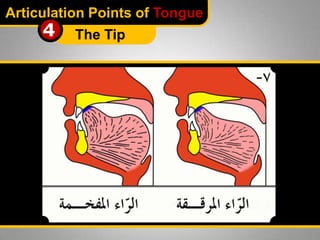Articulation Points of Tongue

4

The Tip

 