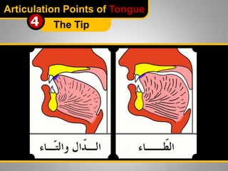 Articulation Points of Tongue

4

The Tip

 