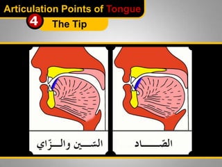 Articulation Points of Tongue

4

The Tip

 
