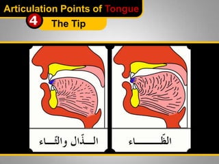 Articulation Points of Tongue

4

The Tip

 