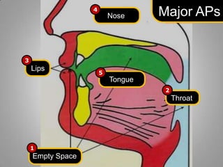 4

Nose

Major APs

3

Lips

5

Tongue
2

Throat

1

Empty Space

 