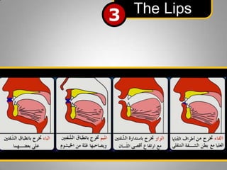 The Lips
3

 