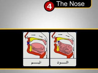 The Nose
4

 