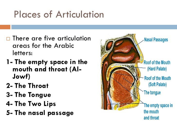 Tajweed Lessons Points Ofarticulation English
