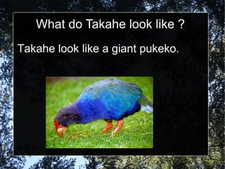 What do Takahe look like ? Takahe look like a giant pukeko. 