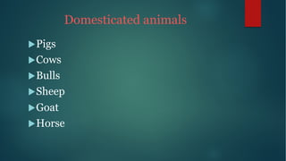 Domesticated animals
uPigs
uCows
uBulls
uSheep
uGoat
uHorse
 