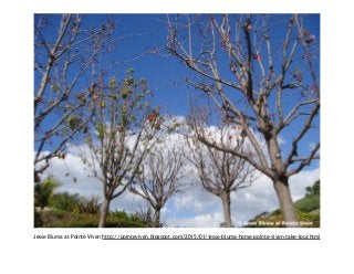 Jesse Bluma at Pointe Viven http://pointeviven.blogspot.com/2015/01/jesse-bluma-home-pointe-viven-take-tour.html
 