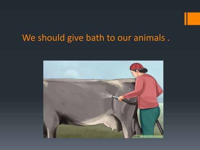 Take care of animals | PPTX | Dogs | Pets