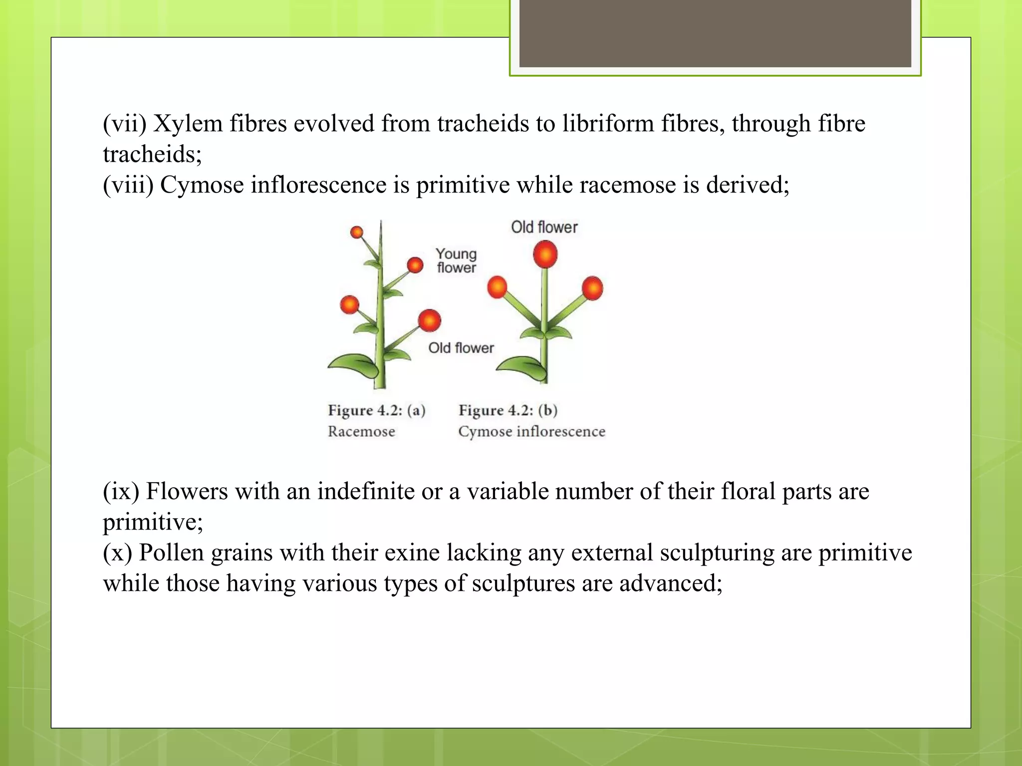 (vii) Xylem fibres evolved from tracheids to libriform fibres, through fibre
tracheids;
(viii) Cymose inflorescence is primitive while racemose is derived;
(ix) Flowers with an indefinite or a variable number of their floral parts are
primitive;
(x) Pollen grains with their exine lacking any external sculpturing are primitive
while those having various types of sculptures are advanced;
 