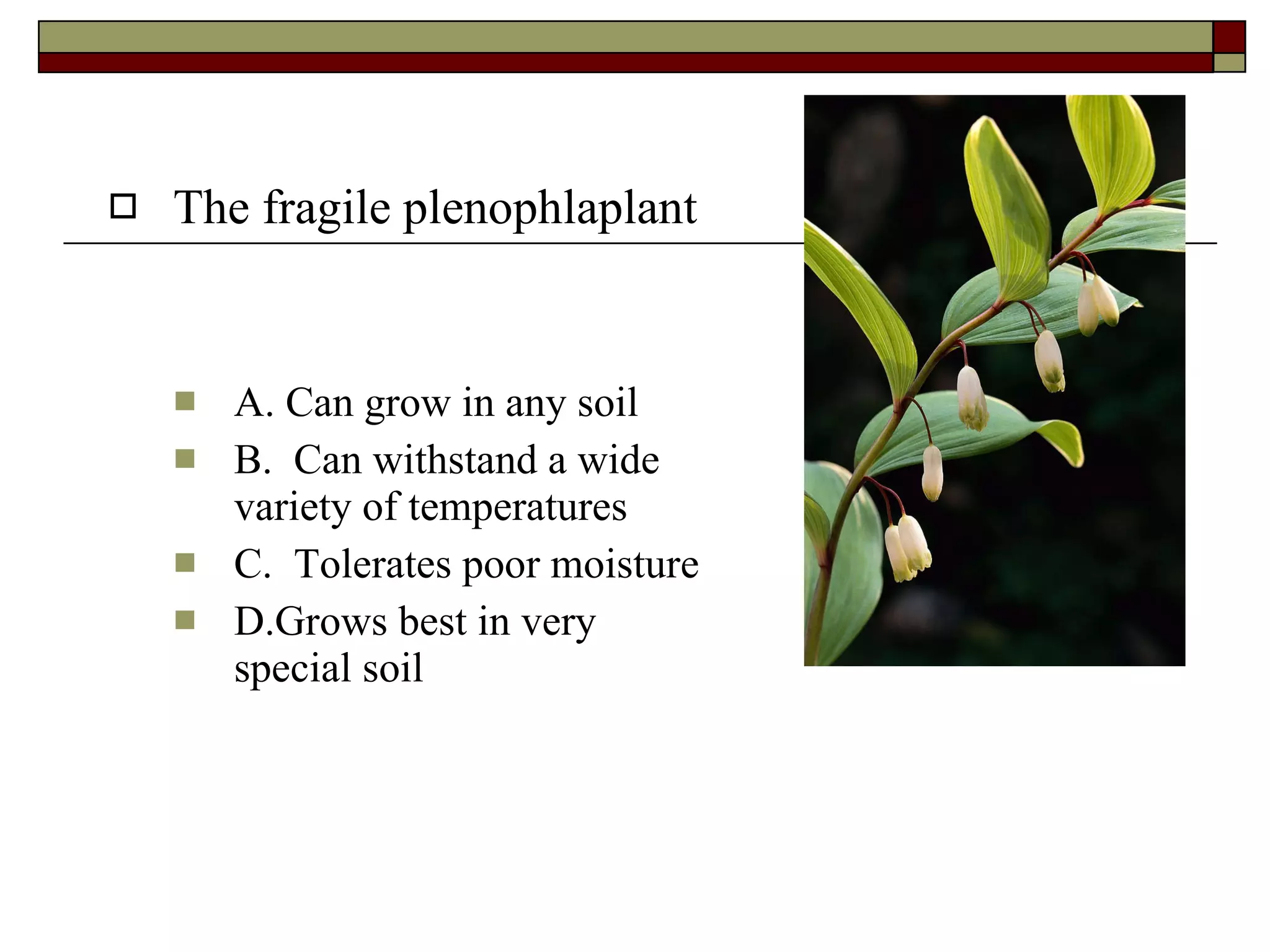 The fragile plenophlaplant A. Can grow in any soil B.  Can withstand a wide variety of temperatures C.  Tolerates poor moisture D.Grows best in very  special soil 