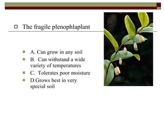 The fragile plenophlaplant A. Can grow in any soil B.  Can withstand a wide variety of temperatures C.  Tolerates poor moisture D.Grows best in very  special soil 