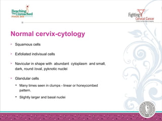 Normal cervix-cytology
 Squamous cells
 Exfoliated indivisual cells
 Navicular in shape with abundant cytoplasm and small,
dark, round /oval, pyknotic nuclei
 Glandular cells
 Many times seen in clumps - linear or honeycombed
pattern.
 Slightly larger and basal nuclei
 