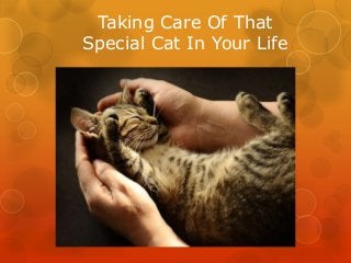 Taking Care Of That
Special Cat In Your Life
 