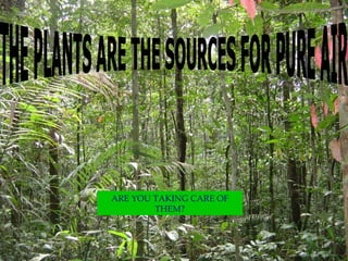 THE PLANTS ARE THE SOURCES FOR PURE AIR ARE YOU TAKING CARE OF THEM? 
