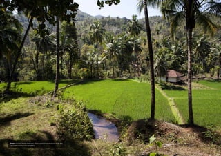 Image: A typical Chembu landscape. There is plenty of opportunity for micro- and
pico-hydro systems in this lush setting.
 