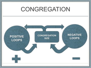 CONGREGATIONNEGATIVELOOPSPOSITIVELOOPSCONGREGATION SIZE