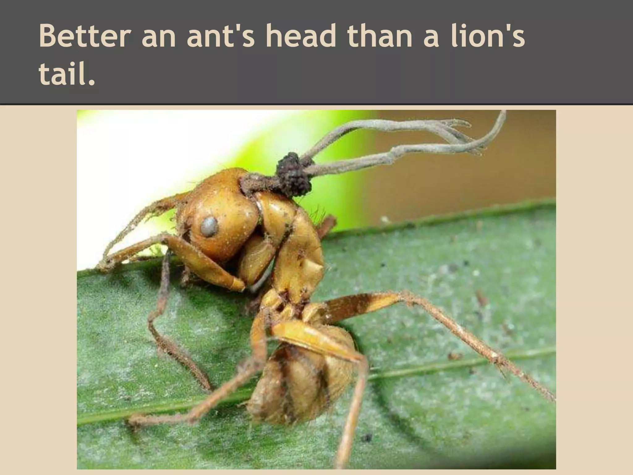 Better an ant's head than a lion's 
tail. 
 