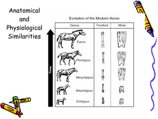 Anatomical and Physiological Similarities 