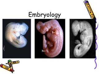 Embryology 