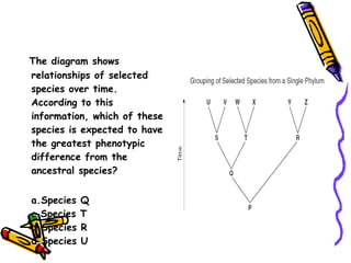 The diagram shows relationships of selected species over time. According to this information, which of these species is expected to have the greatest phenotypic difference from the ancestral species?  a.Species Q c.Species T b.Species R d.Species U 