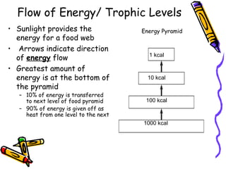 Flow of Energy/ Trophic Levels Sunlight provides the energy for a food web   Arrows indicate direction of  energy  flow Greatest amount of energy is at the bottom of the pyramid  10% of energy is transferred to next level of food pyramid 90% of energy is given off as heat from one level to the next Energy Pyramid 1000 kcal  100 kcal 10 kcal 1 kcal 