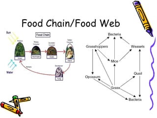 Food Chain/Food Web 