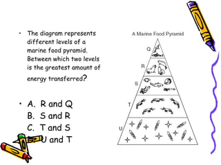 The diagram represents different levels of a marine food pyramid. Between which two levels is the greatest amount of energy transferred ? A.  R and Q B.  S and R C.  T and S D.  U and T 