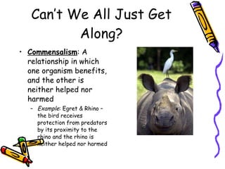 Can’t We All Just Get Along? Commensalism : A relationship in which one organism benefits, and the other is neither helped nor harmed Example : Egret & Rhino – the bird receives protection from predators by its proximity to the rhino and the rhino is neither helped nor harmed 