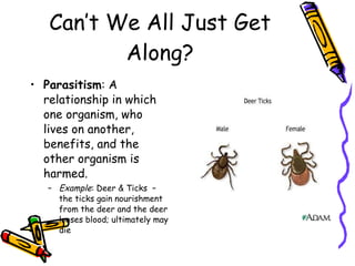 Can’t We All Just Get Along? Parasitism : A relationship in which one organism, who lives on another, benefits, and the other organism is harmed. Example : Deer & Ticks  – the ticks gain nourishment from the deer and the deer looses blood; ultimately may die 