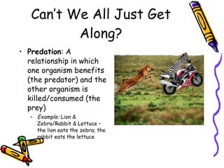 Can’t We All Just Get Along? Predation : A relationship in which one organism benefits (the predator) and the other organism is killed/consumed (the prey) Example:  Lion & Zebra/Rabbit & Lettuce – the lion eats the zebra; the rabbit eats the lettuce 