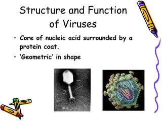 Structure and Function of Viruses Core of nucleic acid surrounded by a protein coat. ‘ Geometric’ in shape 