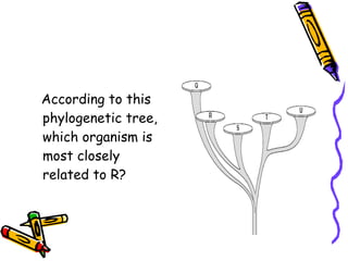 According to this phylogenetic tree, which organism is most closely related to R? 